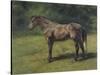 Etude de cheval gris au vert-Rosa Bonheur-Stretched Canvas