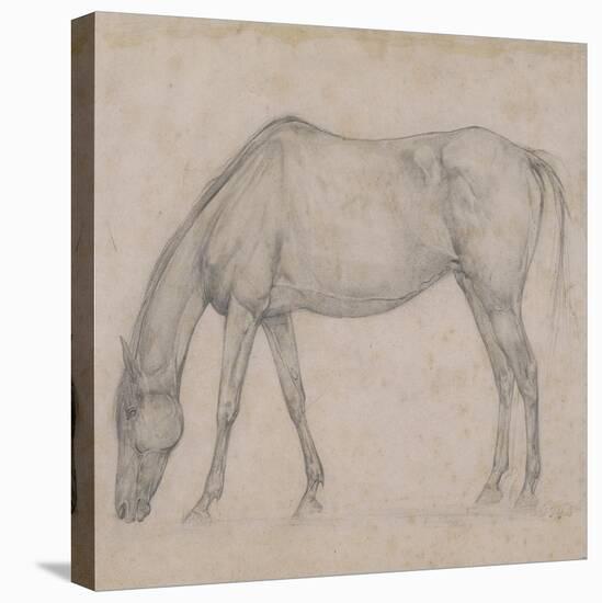 Etude de cheval-Edgar Degas-Stretched Canvas