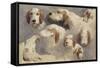 Etude de chien de chasse ; 8 esquisses-Rosa Bonheur-Framed Stretched Canvas