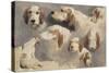 Etude de chien de chasse ; 8 esquisses-Rosa Bonheur-Stretched Canvas