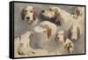 Etude de chien de chasse ; 8 esquisses-Rosa Bonheur-Framed Stretched Canvas