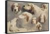 Etude de chien de chasse ; 8 esquisses-Rosa Bonheur-Framed Stretched Canvas