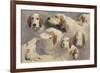 Etude de chien de chasse ; 8 esquisses-Rosa Bonheur-Framed Giclee Print