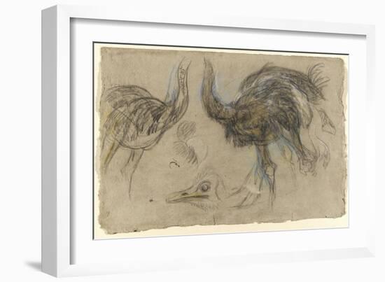 Etude de deux autruches debout et d'une tête-Pieter Boel-Framed Giclee Print