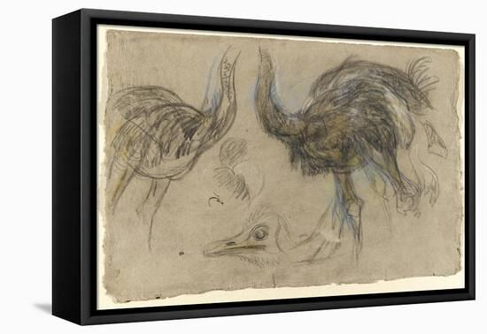 Etude de deux autruches debout et d'une tête-Pieter Boel-Framed Stretched Canvas