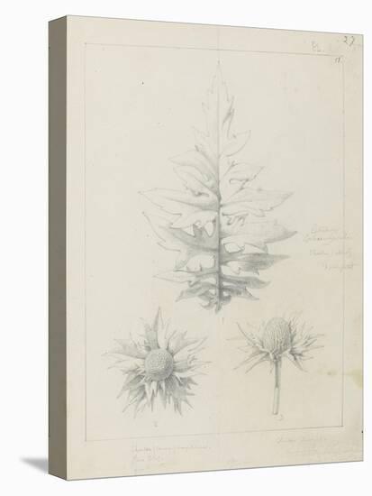 Etude de feuilles de echirops, de sphoerophalus, chardon cultivé, de chardon sauvage de la mer, de-Robert-Victor-Marie-Charles Ruprich-Stretched Canvas