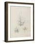 Etude de feuilles de echirops, de sphoerophalus, chardon cultivé, de chardon sauvage de la mer, de-Robert-Victor-Marie-Charles Ruprich-Framed Giclee Print