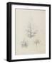 Etude de feuilles de echirops, de sphoerophalus, chardon cultivé, de chardon sauvage de la mer, de-Robert-Victor-Marie-Charles Ruprich-Framed Giclee Print