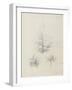 Etude de feuilles de echirops, de sphoerophalus, chardon cultivé, de chardon sauvage de la mer, de-Robert-Victor-Marie-Charles Ruprich-Framed Giclee Print