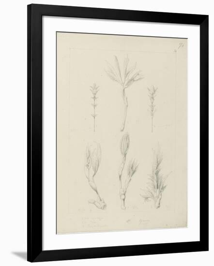 Etude de feuilles de vigne vierge, de thym, de sumac longifolius entre 1866 et 1876-Robert-Victor-Marie-Charles Ruprich-Framed Giclee Print