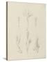 Etude de feuilles de vigne vierge, de thym, de sumac longifolius entre 1866 et 1876-Robert-Victor-Marie-Charles Ruprich-Stretched Canvas