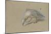 Etude de goéland-Pieter Boel-Mounted Giclee Print