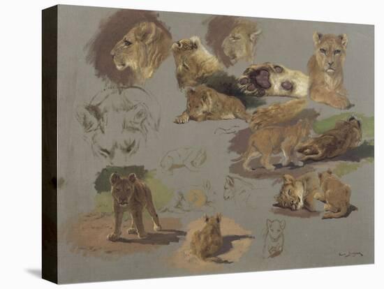 Etude de lions, de lionnes et de lionceaux, 17 esquisses-Rosa Bonheur-Stretched Canvas
