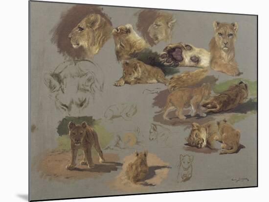 Etude de lions, de lionnes et de lionceaux, 17 esquisses-Rosa Bonheur-Mounted Giclee Print