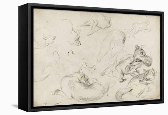 Etude de loups-Pieter Boel-Framed Stretched Canvas