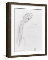 Etude de serpent pour Hercule et l'hydre de Lerne-Gustave Moreau-Framed Giclee Print