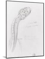 Etude de serpent pour Hercule et l'hydre de Lerne-Gustave Moreau-Mounted Giclee Print