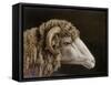 Etude pour une tête de bélier-Horace Vernet-Framed Stretched Canvas