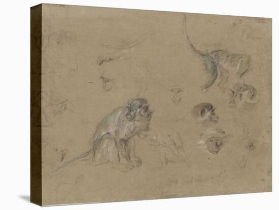 études d'après un singe-Pieter Boel-Stretched Canvas