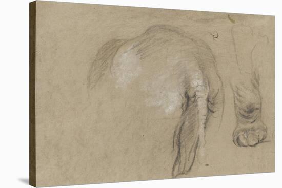 Etudes d'un éléphant, pied et corps vu de dos-Pieter Boel-Stretched Canvas