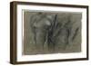 Etudes d'une tête d'éléphant-Pieter Boel-Framed Giclee Print