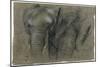 Etudes d'une tête d'éléphant-Pieter Boel-Mounted Giclee Print
