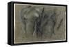 Etudes d'une tête d'éléphant-Pieter Boel-Framed Stretched Canvas