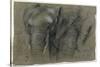 Etudes d'une tête d'éléphant-Pieter Boel-Stretched Canvas