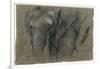 Etudes d'une tête d'éléphant-Pieter Boel-Framed Giclee Print