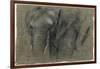 Etudes d'une tête d'éléphant-Pieter Boel-Framed Giclee Print