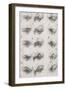 Etudes d'yeux humains-Charles Le Brun-Framed Giclee Print