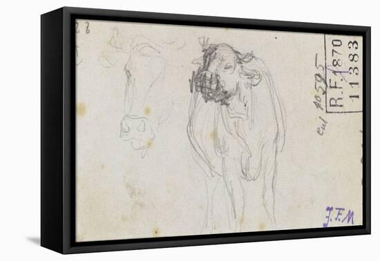 Etudes de boeuf et d'une t? de boeuf-Jean-François Millet-Framed Stretched Canvas