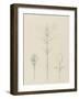 Etudes de bourgeons, frêne, géranium, hortensia entre 1866 et 1876-Robert-Victor-Marie-Charles Ruprich-Framed Giclee Print