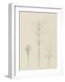 Etudes de bourgeons, frêne, géranium, hortensia entre 1866 et 1876-Robert-Victor-Marie-Charles Ruprich-Framed Giclee Print