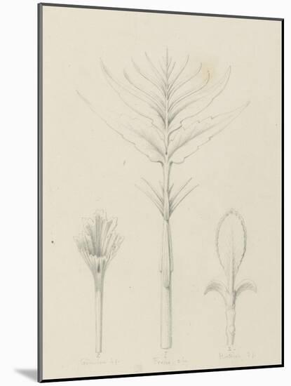 Etudes de bourgeons, frêne, géranium, hortensia entre 1866 et 1876-Robert-Victor-Marie-Charles Ruprich-Mounted Giclee Print