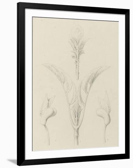 Etudes de bourgeons, pomme de terre, dahlia, haricot entre 1866 et 1876-Robert-Victor-Marie-Charles Ruprich-Framed Giclee Print