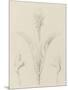 Etudes de bourgeons, pomme de terre, dahlia, haricot entre 1866 et 1876-Robert-Victor-Marie-Charles Ruprich-Mounted Giclee Print