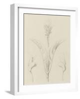 Etudes de bourgeons, pomme de terre, dahlia, haricot entre 1866 et 1876-Robert-Victor-Marie-Charles Ruprich-Framed Giclee Print