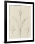 Etudes de bourgeons, pomme de terre, dahlia, haricot entre 1866 et 1876-Robert-Victor-Marie-Charles Ruprich-Framed Giclee Print