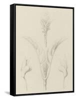 Etudes de bourgeons, pomme de terre, dahlia, haricot entre 1866 et 1876-Robert-Victor-Marie-Charles Ruprich-Framed Stretched Canvas
