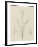 Etudes de bourgeons, pomme de terre, dahlia, haricot entre 1866 et 1876-Robert-Victor-Marie-Charles Ruprich-Framed Giclee Print