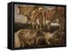 Etudes de cinq vaches-Jacob Jordaens-Framed Stretched Canvas