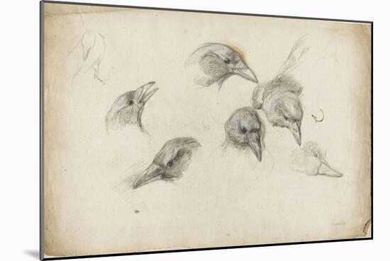 Etudes de têtes de corneilles-Pieter Boel-Mounted Giclee Print