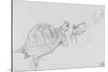 Etudes de tortue-Gustave Moreau-Stretched Canvas