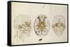 Etudes du système nerveux de la tête de l'homme-Charles Le Brun-Framed Stretched Canvas