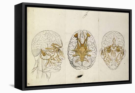 Etudes du système nerveux de la tête de l'homme-Charles Le Brun-Framed Stretched Canvas