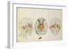 Etudes du système nerveux de la tête de l'homme-Charles Le Brun-Framed Giclee Print