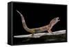 Eublepharis Macularius F. Albino (Leopard Gecko)-Paul Starosta-Framed Stretched Canvas