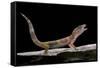 Eublepharis Macularius F. Albino (Leopard Gecko)-Paul Starosta-Framed Stretched Canvas