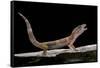 Eublepharis Macularius F. Albino (Leopard Gecko)-Paul Starosta-Framed Stretched Canvas